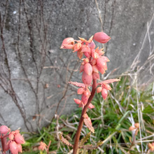 【2月の怖い雑草】お子様注意!不死鳥という名のつく雑草の正体は?