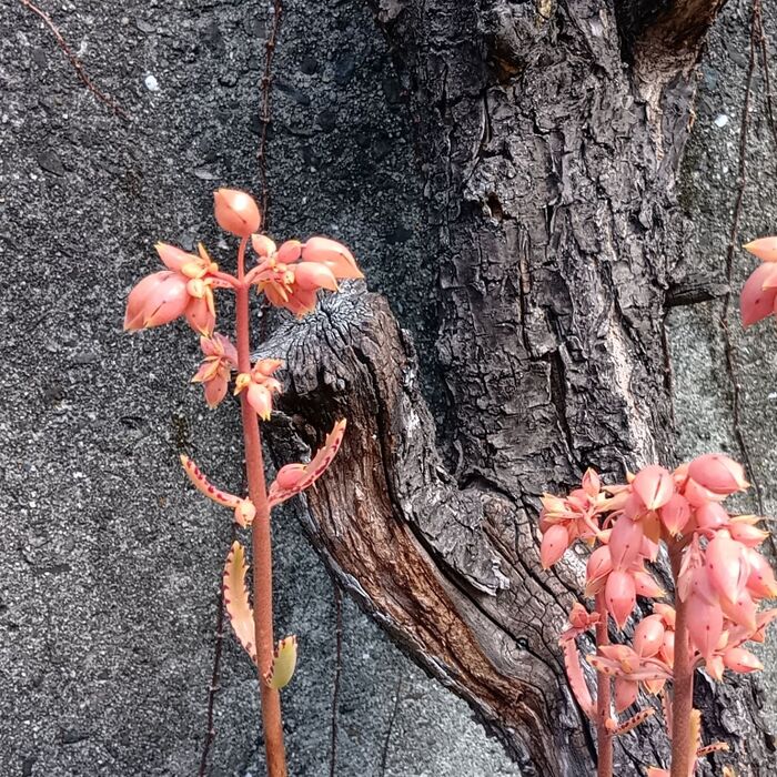 開花期は11月~6月。茎頂から長い花柄を出して花序を伸ばし、蕾をつけ、花を咲かせるようです。