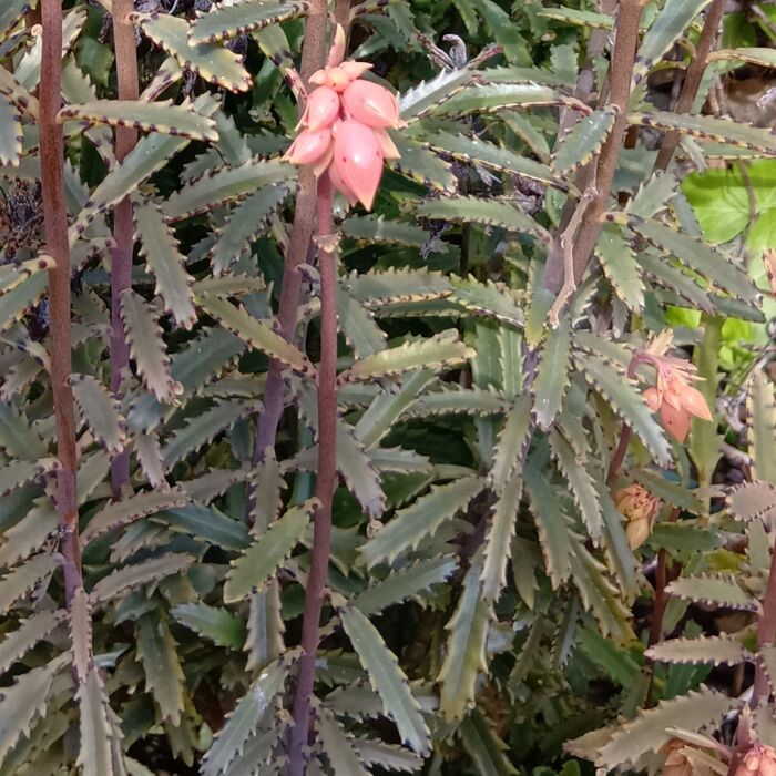 この植物は「フシチョウニシキ(不死鳥錦)」です。別名「ゴクラクチョウニシキ(極楽鳥錦)」