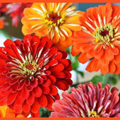 百日草の育て方と魅力【ジニア/Zinnia】