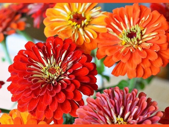百日草の育て方と魅力【ジニア/Zinnia】