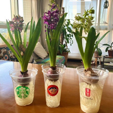 今年の水栽培はこれにしました