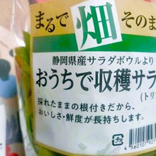 冷蔵庫で育てるサラダ!!凄いアイデア…!