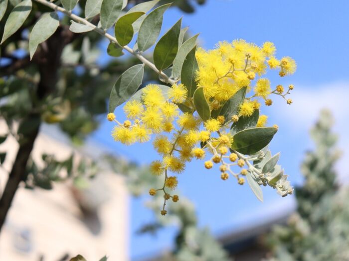 4.パールアカシアの花を楽しむポイントと開花期間