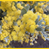 パールアカシアの育て方と魅力_アカシアポダリリーフォリア/Acacia podalyriifolia