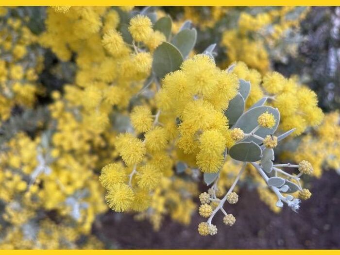 パールアカシアの育て方と魅力_アカシアポダリリーフォリア/Acacia podalyriifolia