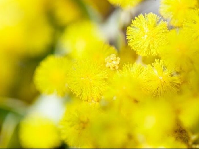 3.パールアカシアの害虫・病気対策