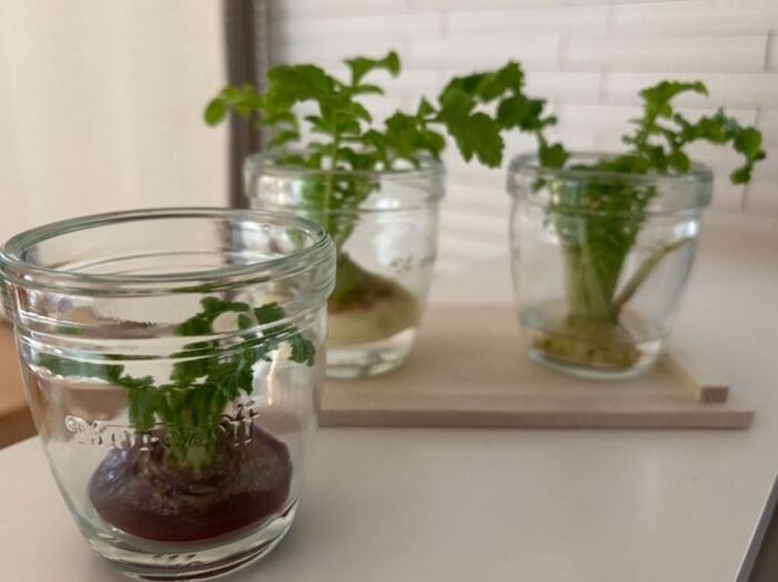 これは、赤カブと大根です。