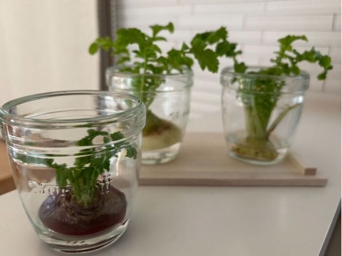 「まだ食べられる!」捨てる前に、使った野菜で再生栽培