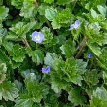 【3月末の道端の雑草】別名「星の瞳」「キャツアイ・アイ」!超ビューティフルなオオイヌノフグリ!