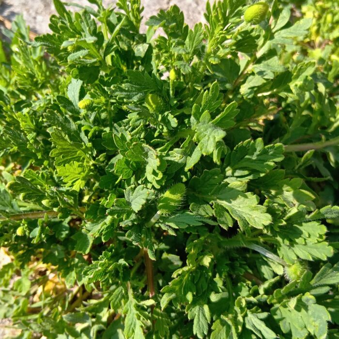 この植物を駆除する際は、手袋を着用しないと茎から出る乳液によるかぶれのリスクがあります