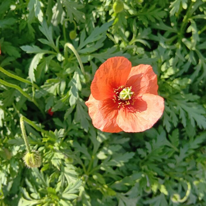 ナガミヒナゲシの花言葉は「平静」「慰め」「癒やし」です
