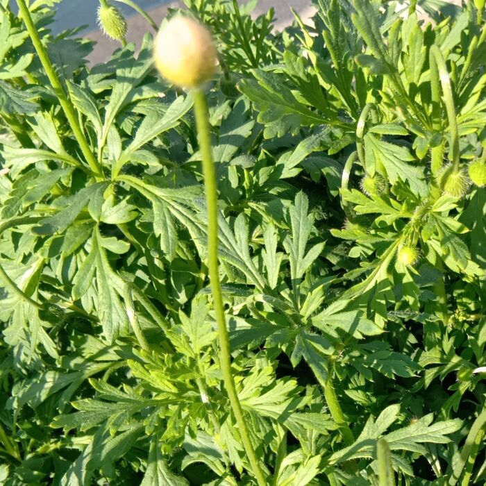 首を傾げたような蕾に、開花する前に直立する!→「ひなげし」そっくりですよ!