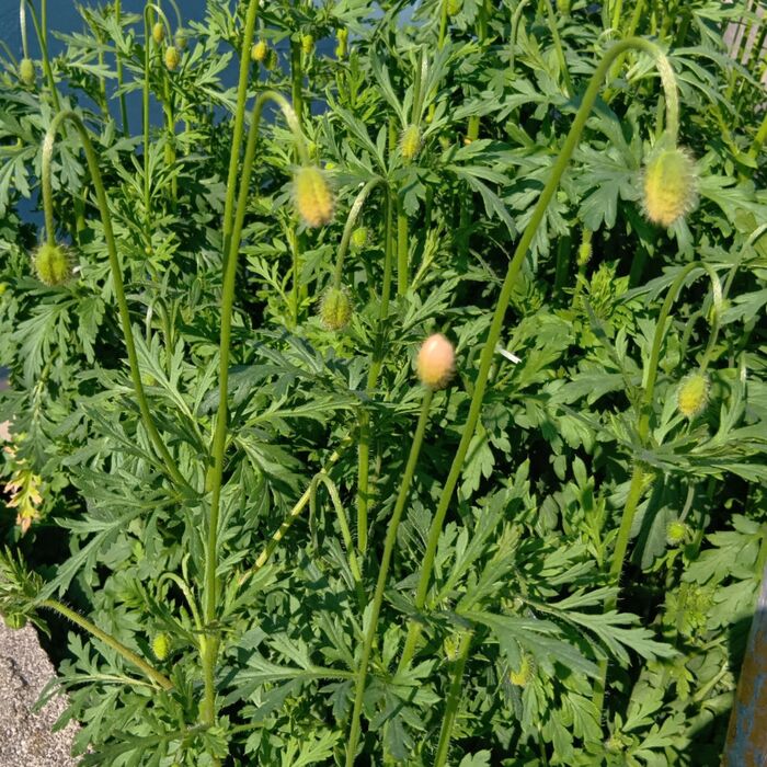 「ナガミヒナゲシ」はオレンジ色の一色ですが、可愛い「ポピー」や「ひなげし」に非常に生態が似ている!