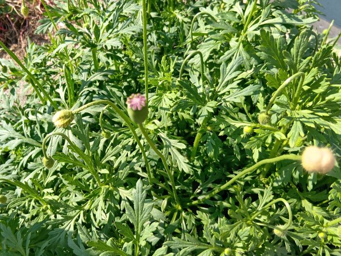 しっかり種ができると、柱頭すぐ下がパカッと360度、隙間ができるように開き、そこから種が放出されます