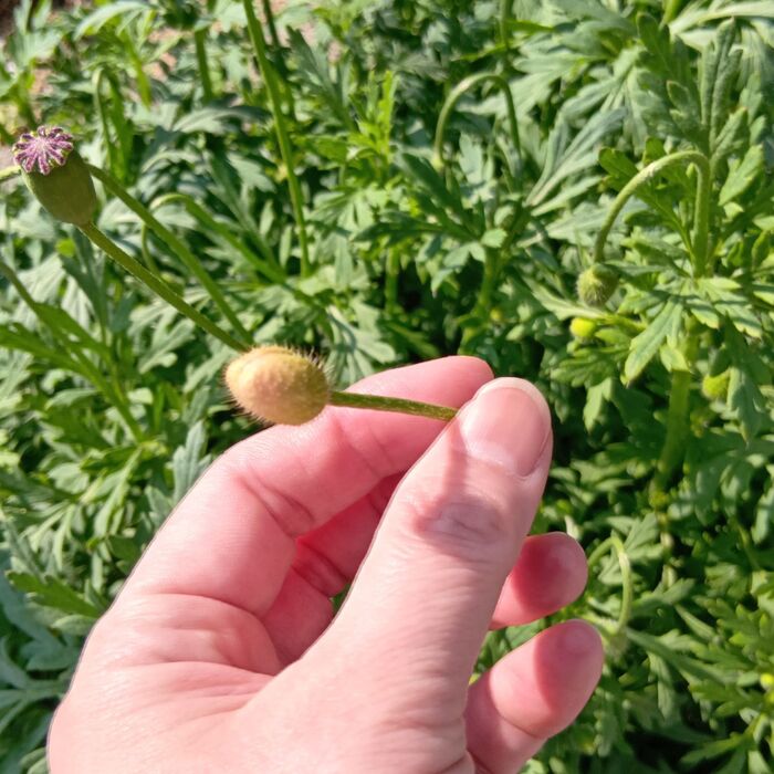 折ると白い汁があふれ出てきます。茎が細くてよく揺れるので、その汁が飛び散りやすいんです。特に、お子様の目に入ると危険なので注意が必要ですよ!