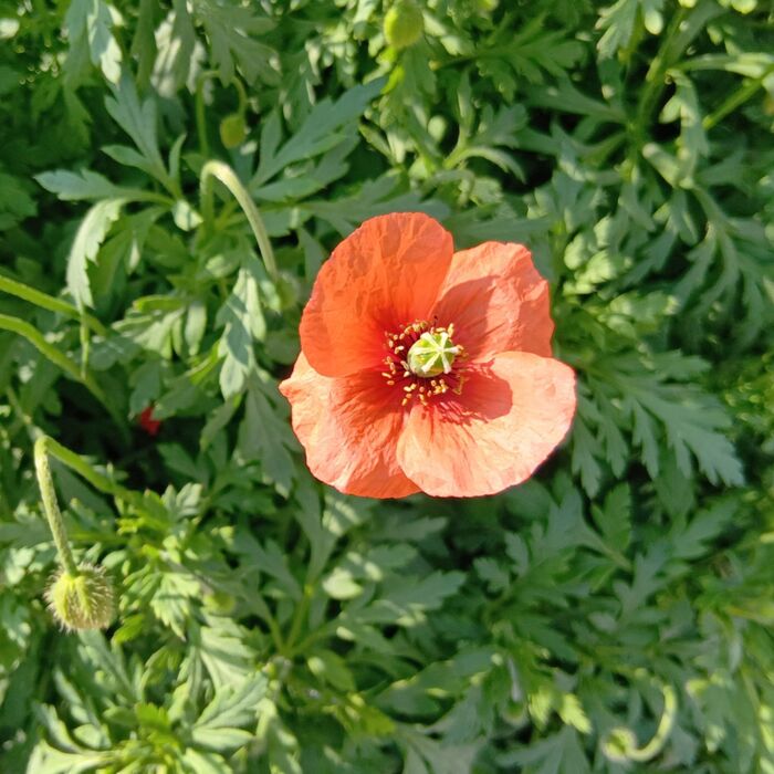 【このお花ピンときたら要注意!】駆除するなら今がいい理由!3月末オレンジ色のナガミヒナゲシ!