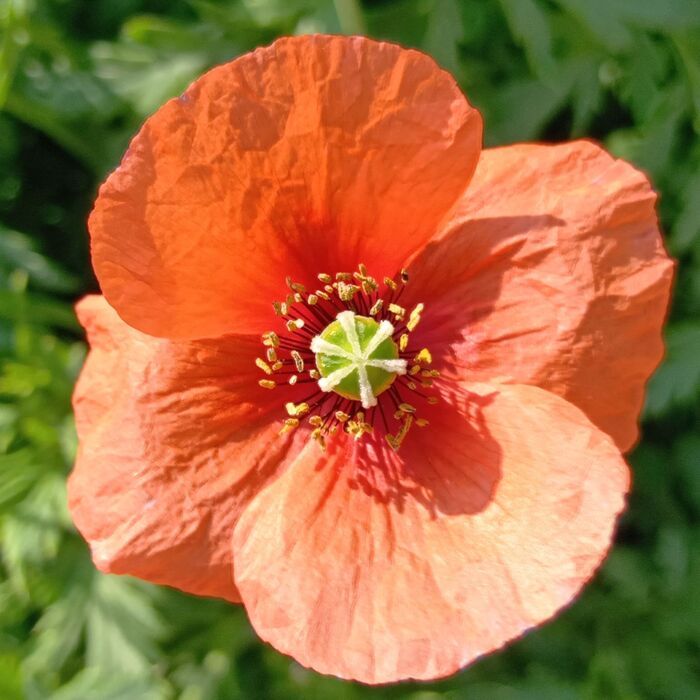 花のアップです。「このオレンジ色の顔、ピンときたら要注意!」