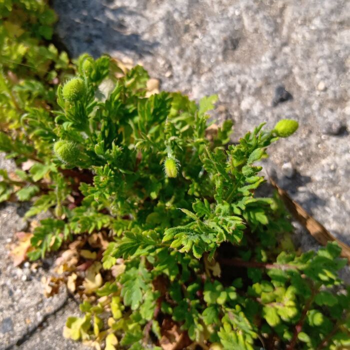 結実から5年経っても発芽する可能性があり、発芽に最適な温度範囲は7〜25℃です。恐るべし!