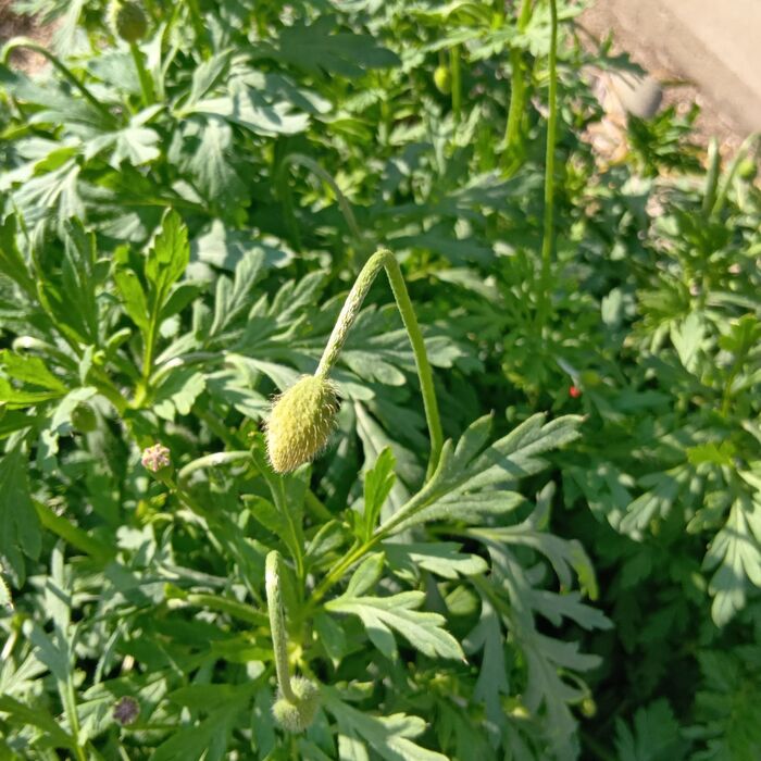 撮影時期は3月の3週目で、暖かい日が増え、さまざまな雑草が芽吹き、花を咲かせる時期です