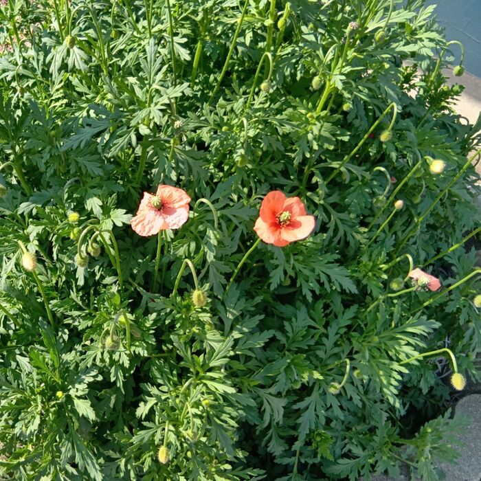 この植物は、ケシ属に属する外来種の植物「ナガミヒナゲシ」です。各自治体から駆除を推奨されている植物です