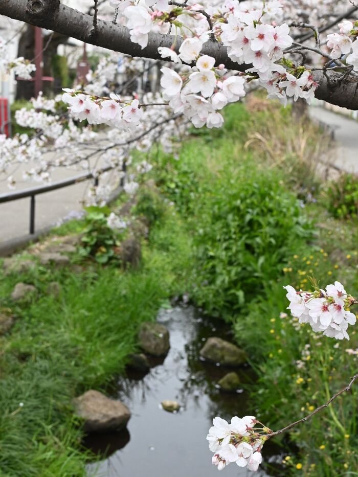 東京の桜情報 and カフェ情報!