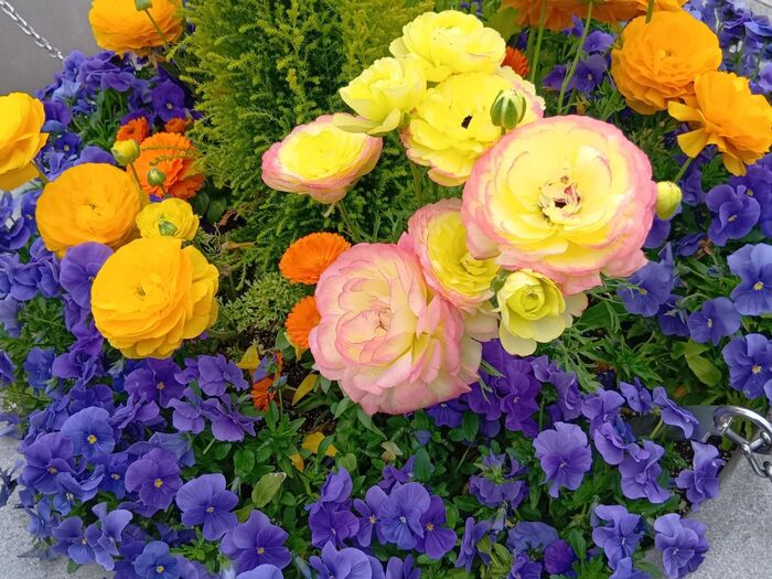 数ある花の中でひときわ華やかに咲き誇り、その美しさに魅了されます。