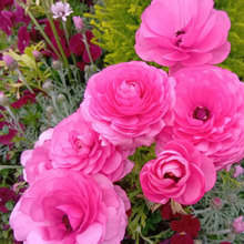 意外に知られていない毒性!春を告げる薔薇似の豪華で華やかな花、ラナンキュラスは実は怖い?注意点とは?