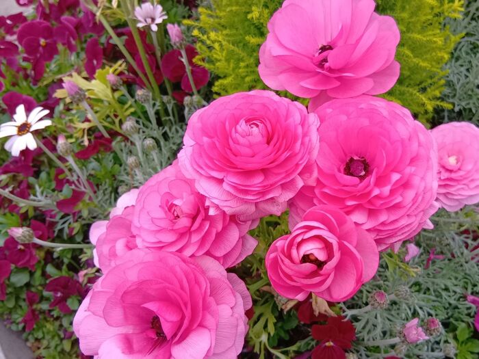 意外に知られていない毒性!春を告げる薔薇似の豪華で華やかな花、ラナンキュラスは実は怖い?注意点とは?