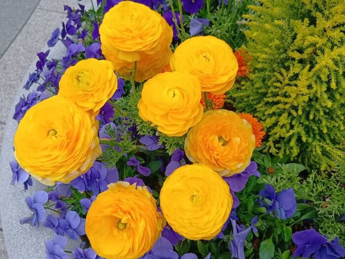 でも、実はラナンキュラスはキンポウゲ科の植物なんです!猛毒で知られる“トリカブト”も同じキンポウゲ科の仲間!なんです。
