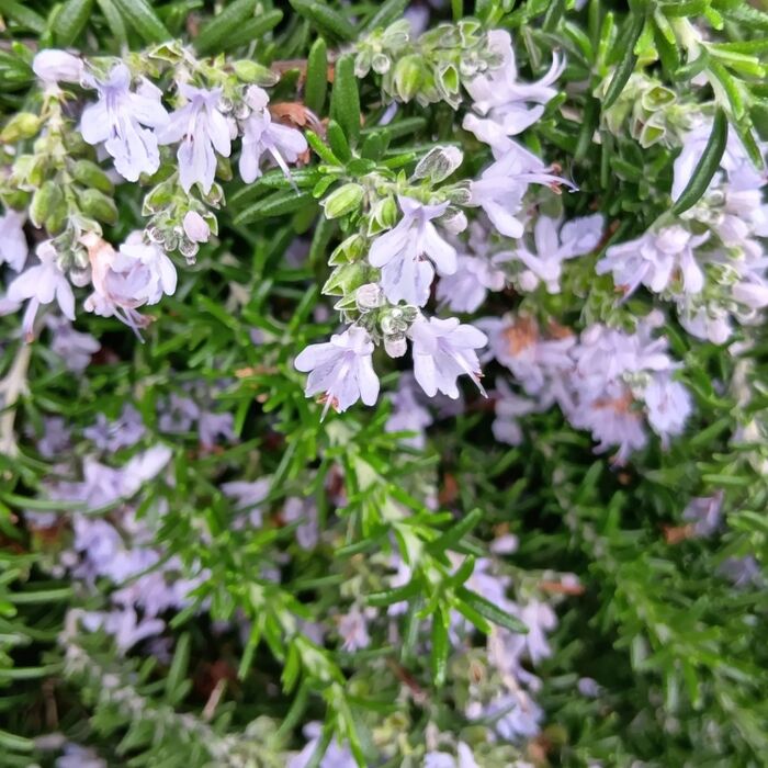 この植物は「ローズマリー」です!