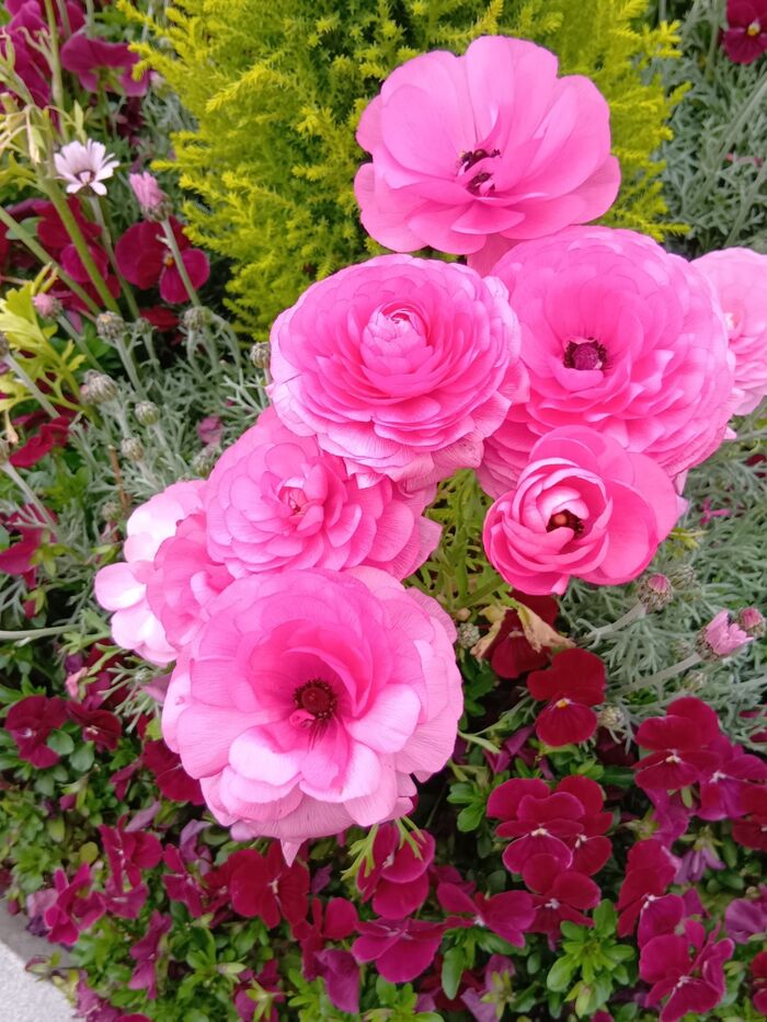 薔薇に負けない華やかさがあります!