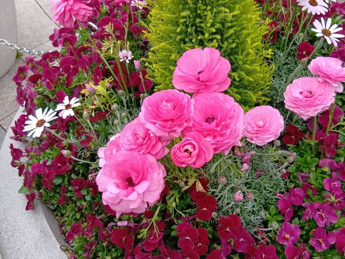 この植物は「ラナンキュラス」です。ユニバで春に撮影したものです。