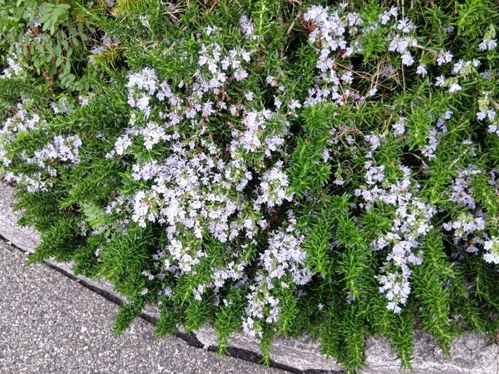 花も食べられる?食べられる花(エディブルフラワー)になるの?