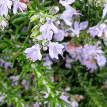 【春のユニバ】ジョーズ前の美しい満開の花。人の助けになる植物!ローズマリーは花も食べられるの?