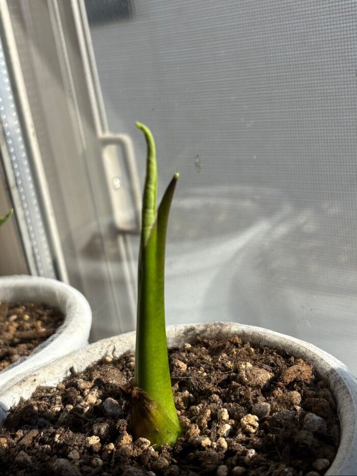 ニョキニョキ出て来て嬉しかったです!