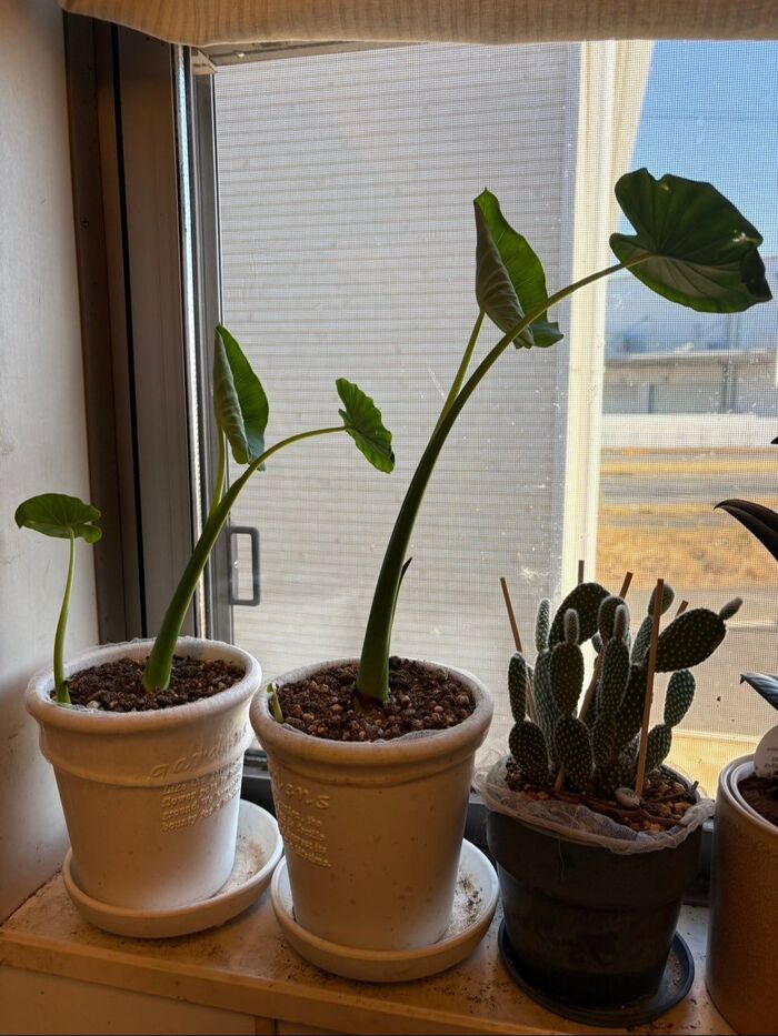 そのまま健やかに伸びたので、鉢を一回り大きくして1個にまとめることにしました!