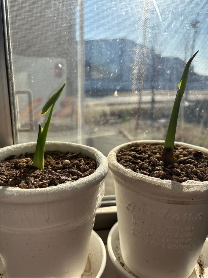 2つとも葉が出てきた時は凄く可愛かったです!