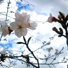 2025 桜紀行 ㏌ 神戸