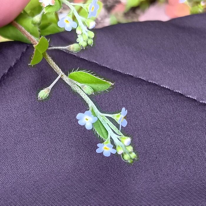 4月の道端で見つけたキュウリソウと勿忘草。意外な共通点と花言葉に込められた想い