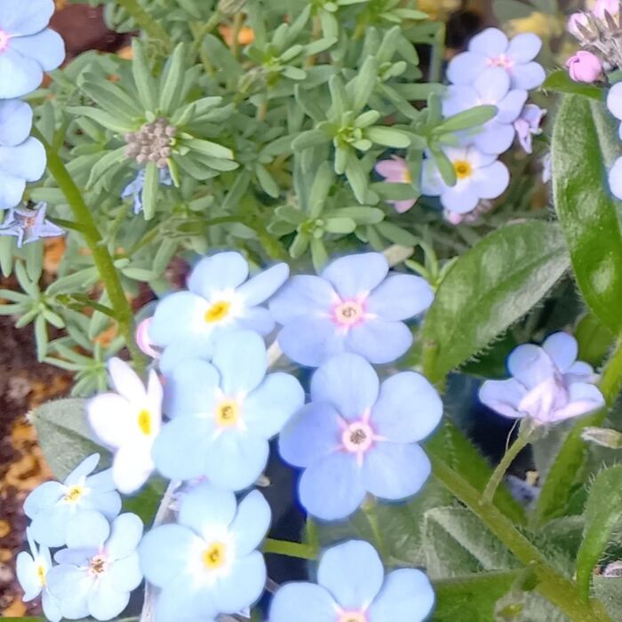 実は、勿忘草の花言葉は、花の色によって異なる意味を持っています