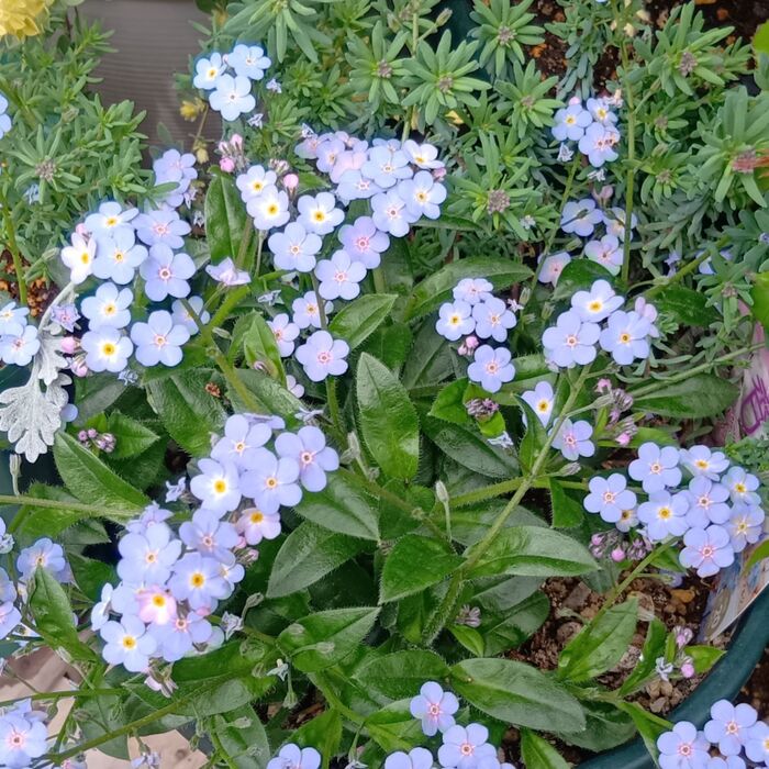 こちらは、勿忘草です