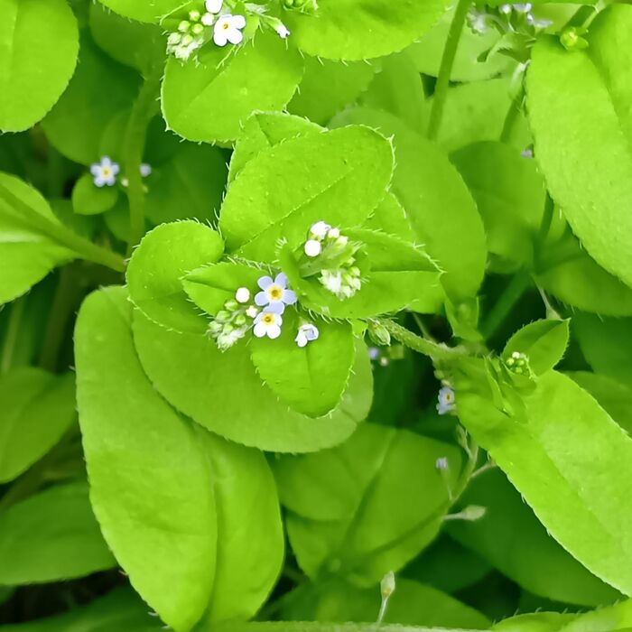 都会では、比較的、珍しい雑草!