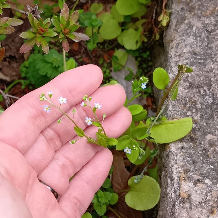 小さな妖精が住んでいそうなスポット!心温まるひとときです