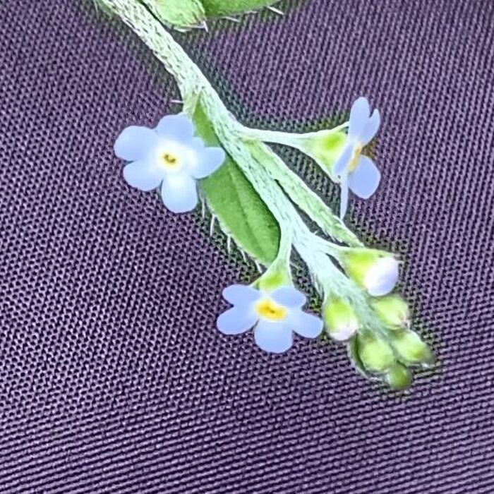 手持ちのサブカバンの上にお花をのせて撮影!