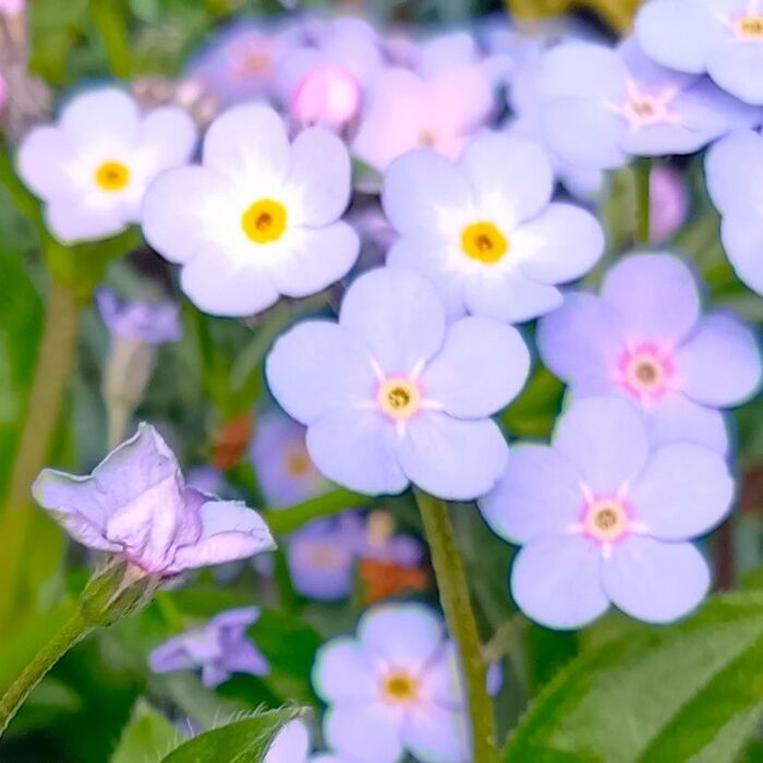 勿忘草のアップです!