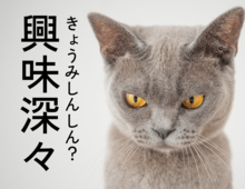 きょうみしんしんは「興味深々」じゃない。【書けないと恥ずかしい漢字クイズ】