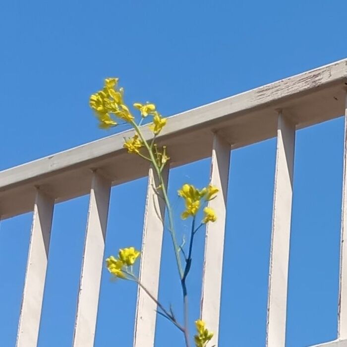 こちらは、菜の花似の雑草です。