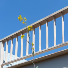 【4月道端の雑草】知ると仰天な一枚の写真!菜の花似の孤高の雑草花~!