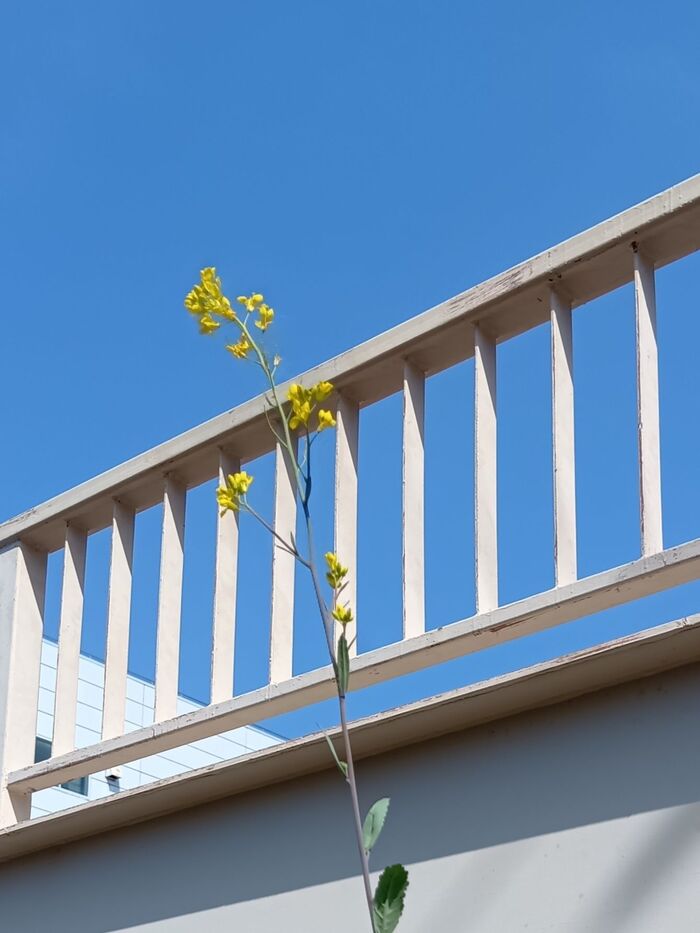 【4月道端の雑草】知ると仰天な一枚の写真!菜の花似の孤高の雑草花~!